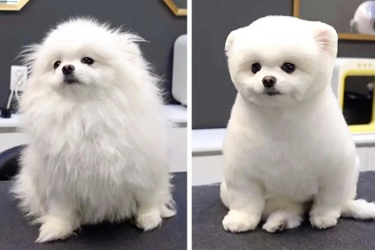 image comparison before